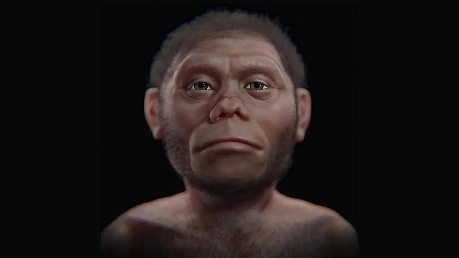 Homo floresiensis temsili.