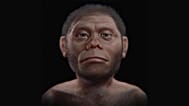 Homo floresiensis temsili.