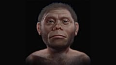 Homo floresiensis temsili.