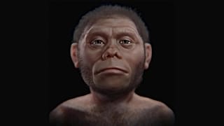Homo floresiensis temsili.