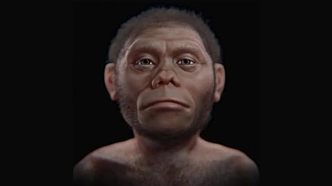 Homo floresiensis temsili.