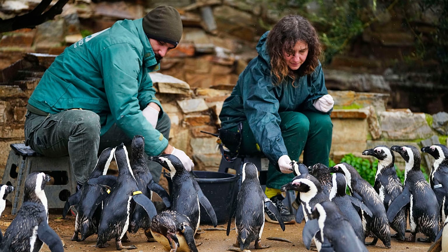 حراس الطيور كوستاس جوريليس, اليسار, وكريستينا ماركو يطعمان طيور البطريق الأفريقية في حديقة حيوان أتيكا, بالقرب من أثينا, يوم الثلاثاء, يناير. 21, 2025. 