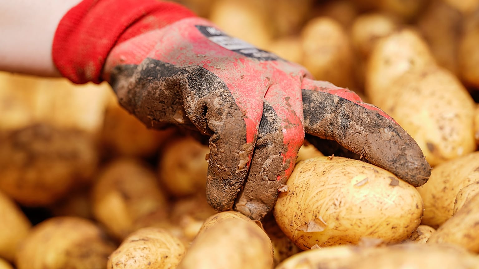 Die Kartoffelernte ist in diesem Jahr dermaßen gut ausgefallen, dass Teile davon an Tiere verfüttert werden. Doch Landwirte sind besorgt, die Marktpreise sind tief gefallen.
