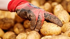 Die Kartoffelernte ist in diesem Jahr dermaßen gut ausgefallen, dass Teile davon an Tiere verfüttert werden. Doch Landwirte sind besorgt, die Marktpreise sind tief gefallen.