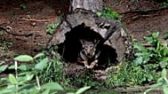 A female wolf peers from within a tree trunk in its habitat at the Museum of Life and Science in Durham, 13 May, 2019