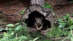 Uma fêmea de lobo espreita de dentro de um tronco de árvore no seu habitat no Museu da Vida e da Ciência em Durham, 13 de maio de 2019
