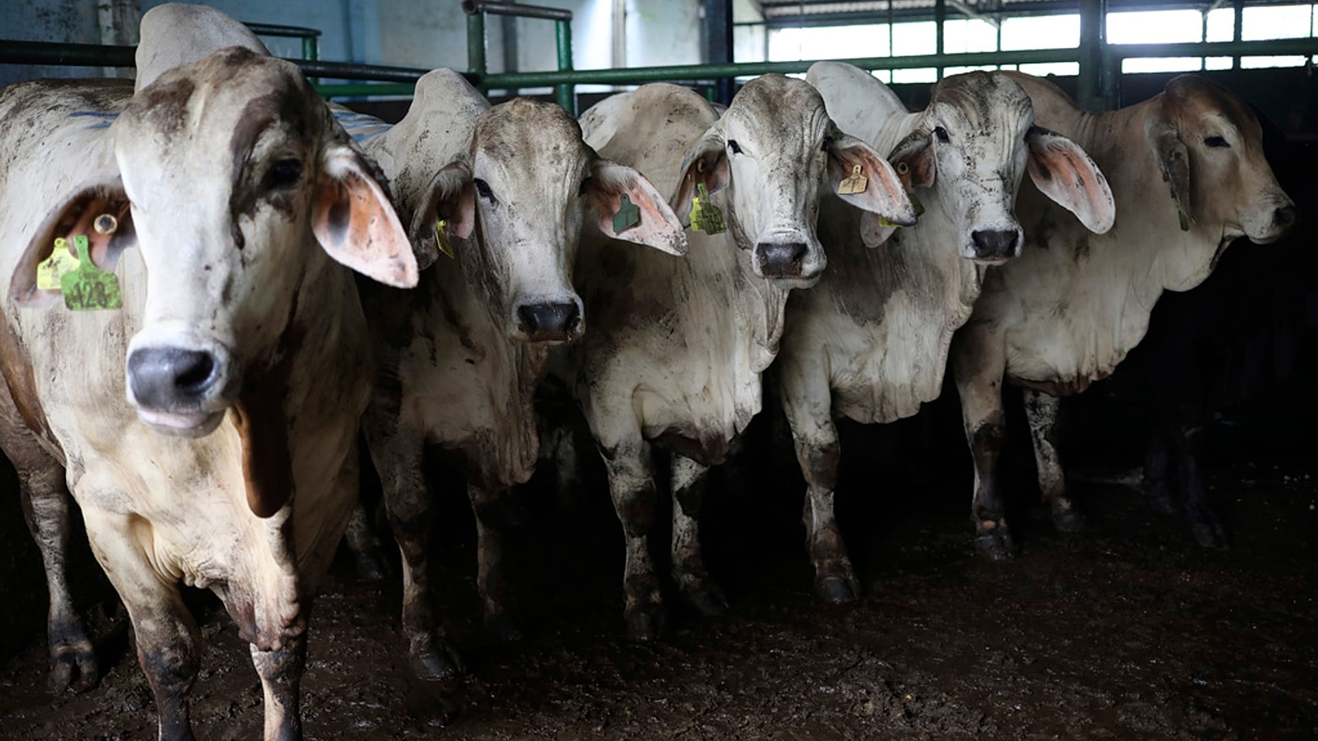 France struggles to contain cattle lumpy skin disease as farmers ...