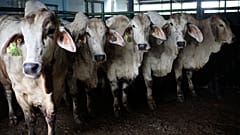 FILE -  Le ministère de l’agriculture a annoncé vendredi élargir la zone où le vaccin est obligatoire pour les bovins