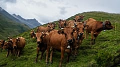Vacche al pascolo sul valico di Cormet de Roseland durante il Tour de France del 2025