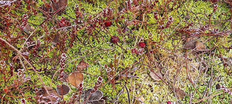 Μούρα που φυτρώνουν σε ένα εγκαταλελειμμένο τυρφώνα.