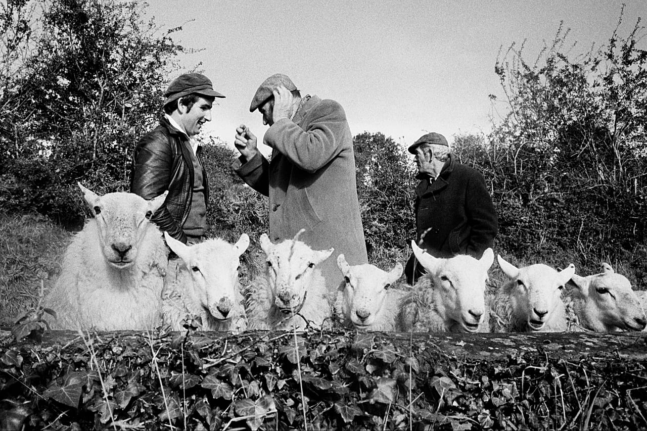 Manorhamilton sheep fair, County Leitrim, 1981 published in "From the Pope to a flat white", 2025 