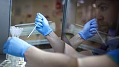 في هذه الصورة الملتقطة يوم الثلاثاء 15 مايو/أيار 2018، يظهر عالم الأجنة براد ويلسون في انعكاس زجاجي أثناء وضعه عينة من الحيوانات المنوية على حجرة العد