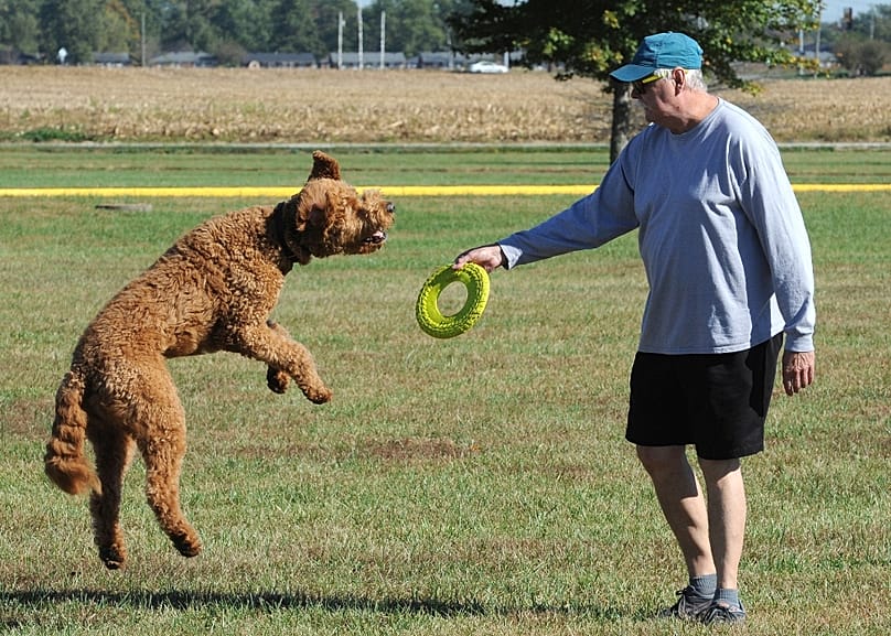 Egy pajkos goldendoodle Kentuckyban, 2020 októberében