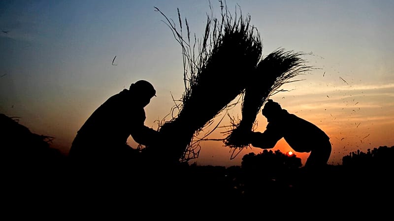 بحث دولي يكشف سبيلا لجعل الأرز أكثر فائدة وأقل ضررا بالبيئة 