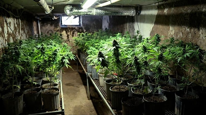 A pincében kialakított vadkender-ültetvény