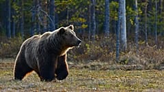 La recherche intervient alors que des communautés en Italie et en Europe peinent à faire face au retour des populations d’ours, en raison des efforts de conservation.