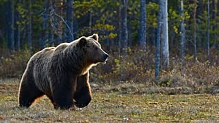 The research comes as communities in Italy and around Europe struggle with the rebound of bear populations due to conservation efforts. 