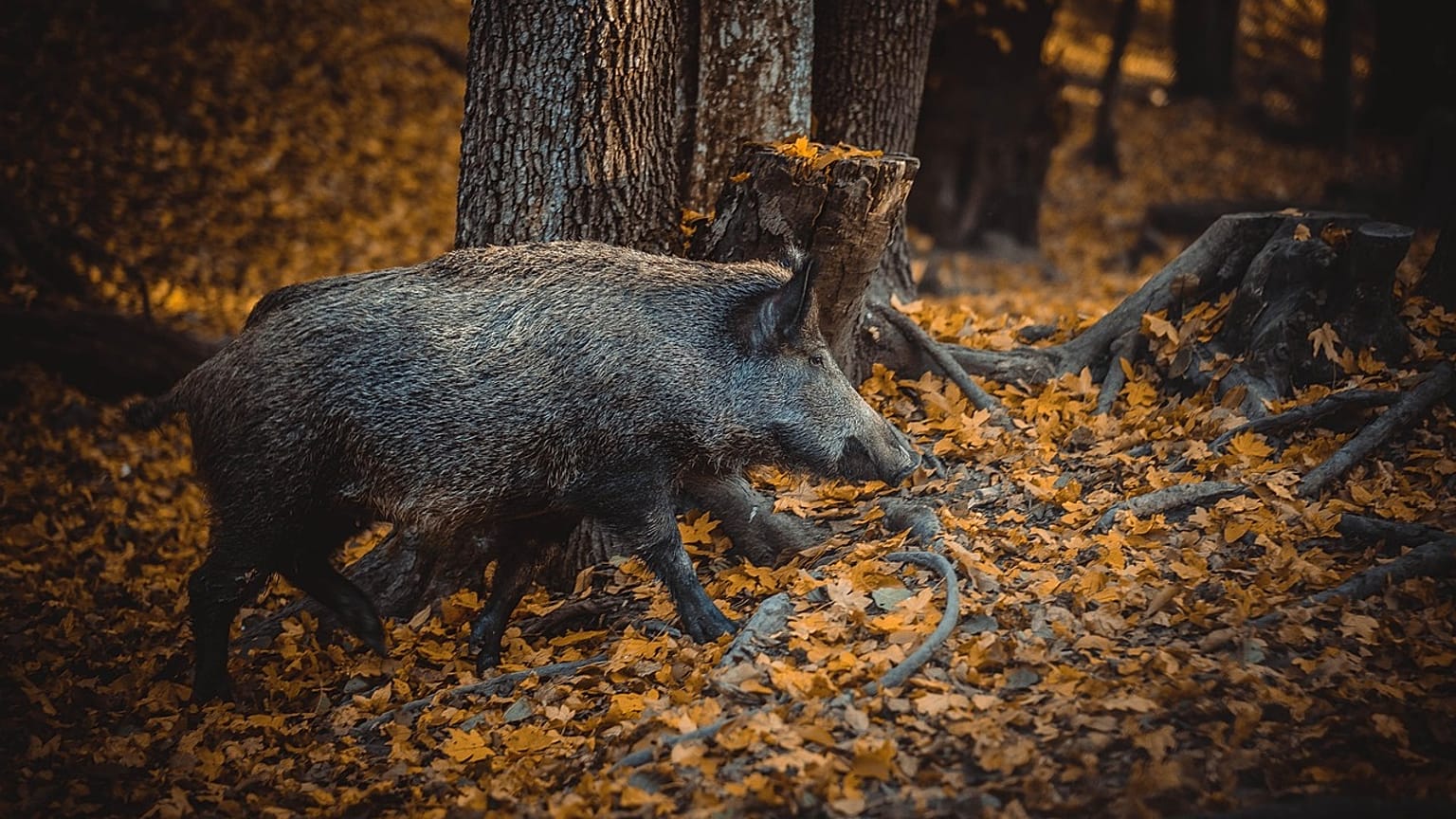 Imagen de un jabalí en un bosque.
