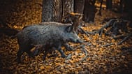 Imagen de un jabalí en un bosque.