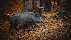 Imagen de un jabalí en un bosque.
