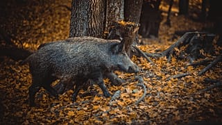 Imagen de un jabalí en un bosque.