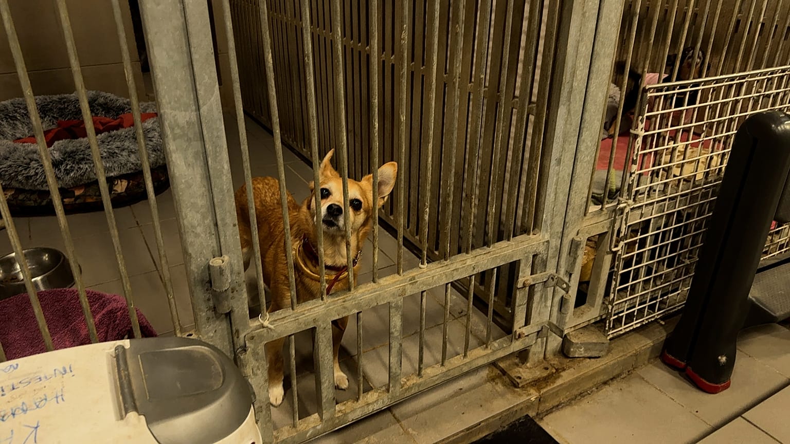 Η ΕΕ εισάγει την υποχρεωτική σήμανση και καταγραφή των σκύλων και των γατών.