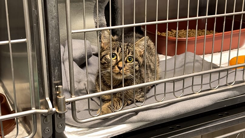 Μια γάτα στο καταφύγιο ζώων Paluch στη Βαρσοβία. 