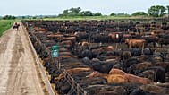 A worker rides a horse in front of beef cattle at a corral at a feedlot in Roque Perez, Argentina