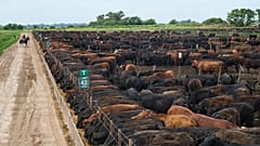 Un ouvrier monte à cheval devant des bovins dans un corral d'un parc d'engraissement à Roque Perez, en Argentine.