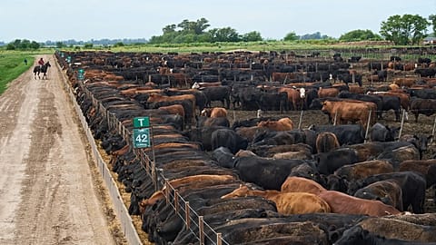 A worker rides a horse in front of beef cattle at a corral at a feedlot in Roque Perez, Argentina