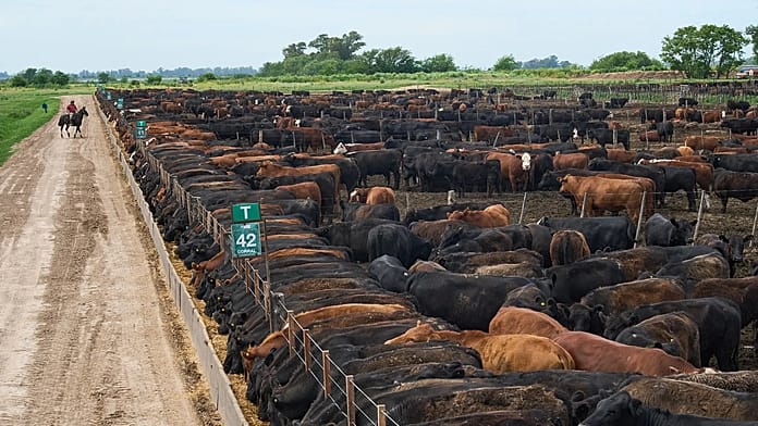 Accordo Ue-Mercosur alle battute finali: Parlamento e Stati membri pronti a scontrarsi sulle garanzie per gli agricoltori