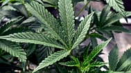 گیاهان ماری‌جوانا در یک مرکز کشت در شهرستان واشنگتن، نیویورک، ۱۲ مه ۲۰۲۳ دیده می‌شوند