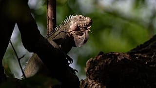 The Lesser Antillean iguana is a critically endangered species that has disappeared from much of its range across the Eastern Caribbean. 