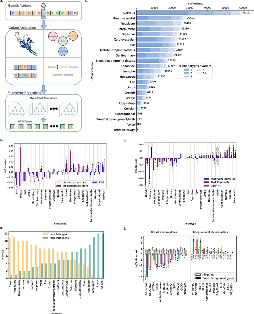 الفئات التي تتضمن تصنيفات مثل تشوهات الجهاز العصبي والأورام، نطاق الأنماط الظاهرية للأمراض البشرية الوراثية.