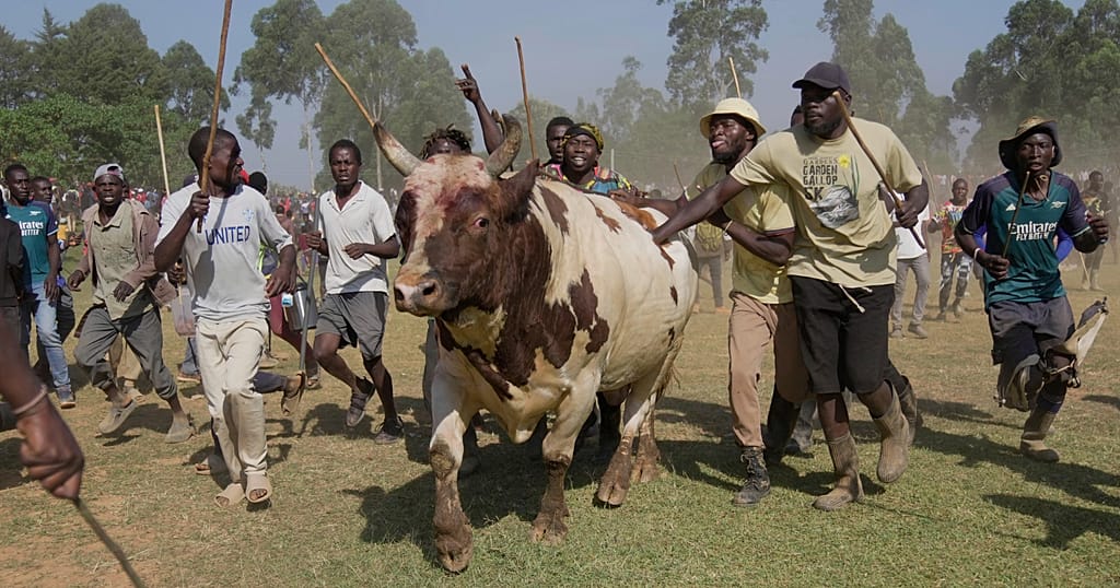 In Kenya's Kakamega County, bullfighting boosts the economy and social unity