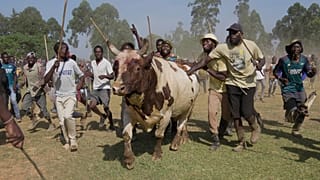 In Kenya's Kakamega County, bullfighting boost the economy and social unity