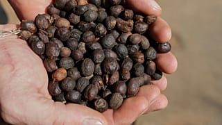 Uganda’s export earnings nearly double in October on coffee and gold sales