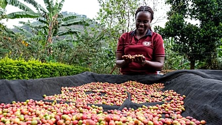 Café : l'Ouganda dévient le premier exportateur africain devant l'Éthiopie