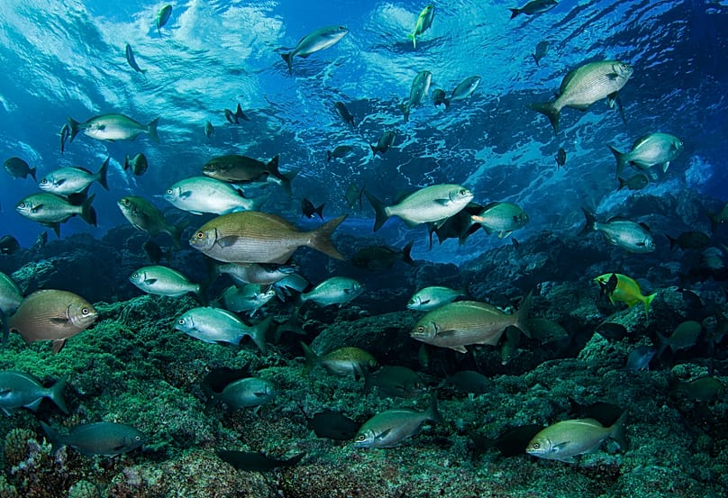 A photo from an expedition to The Salas y Gómez and Nazca Ridges off the coast of Chile. 