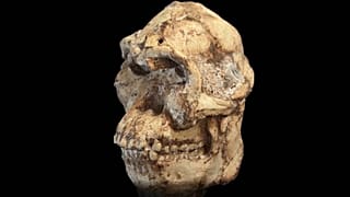 Küçük Ayak adlı fosil.