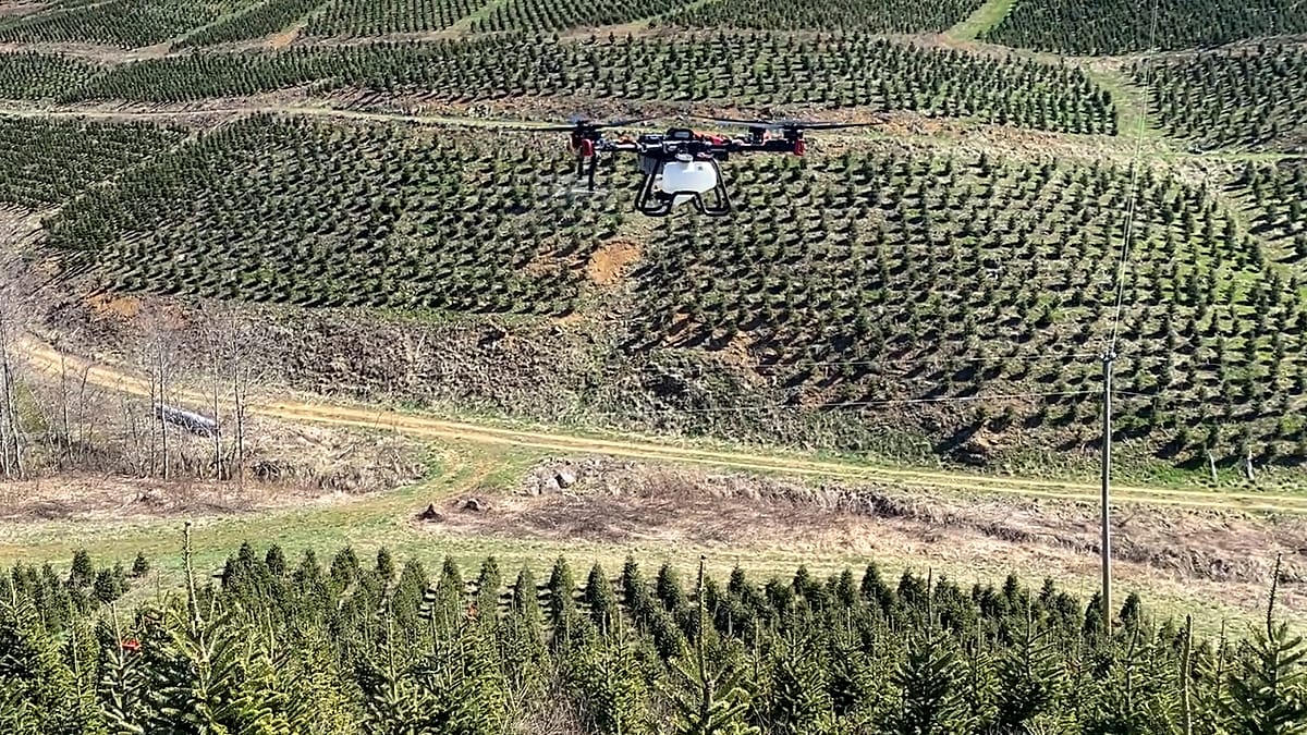 Why Christmas tree farms are turning to drones and AI this year