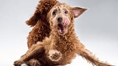Köpek