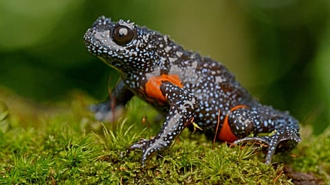 Galaxy frog in the Western Ghats, India.