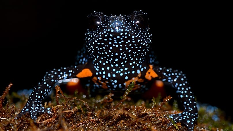 Galaxy frog in the Western Ghats, India.