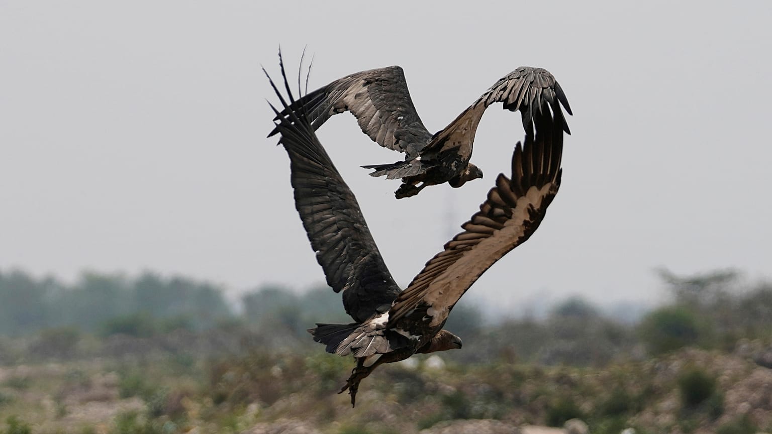 کرکس‌ها بر فراز لاشه‌ای در هند