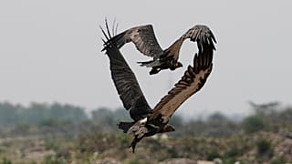 Una familia de buitres se abalanzan sobre unos cadáveres en la India