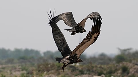 Una familia de buitres se abalanzan sobre unos cadáveres en la India