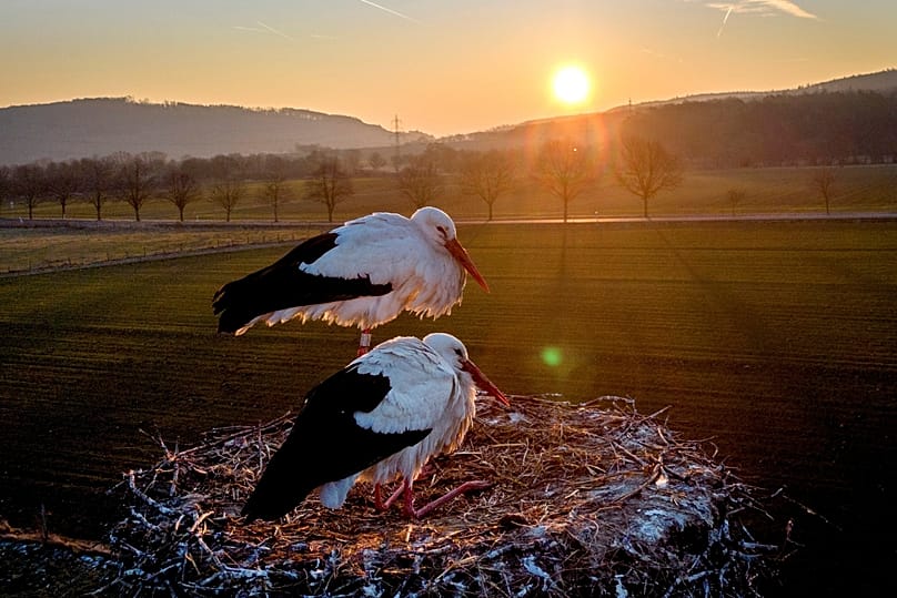 زوج لک‌لک‌ پس از شبی با دمای منفی ۷ درجه سانتی‌گراد در دشتی نزدیک فرانکفورت