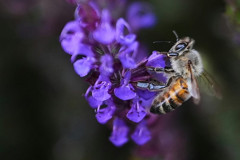 زنبوری از گل مریم‌گلی آبی گرده جمع می‌کند. در باشگاه تنیس و کروکت انگلستان، پیش از مسابقات ویمبلدون در لندن.