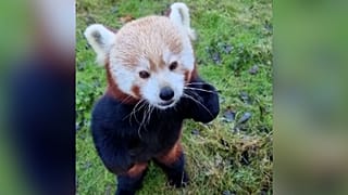 Erguido sobre las patas traseras, un panda rojo come golosinas navideñas en el Zoológico de Berlín, Alemania, el ocho de diciembre de 2025.